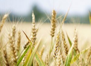CleanPlex NGS Ampllicon Panels for Agrigenomics and Molecular Breeding CleanPlex NGS Ampllicon Panels for Agrigenomics and Molecular Breeding