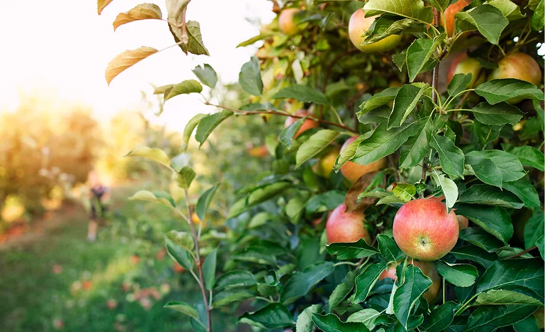 Agrigenomics & Crop Improvement