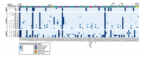 Persistent SARS-CoV-2 infection and increasing viral variants