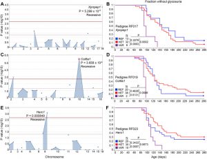 Modulation of autoimmune diabetes