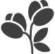 Eudicot