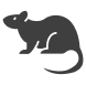 Rat
