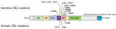 Molecular and phenotypic diversity of CBL mutated juvenile myelomonocytic leukemia