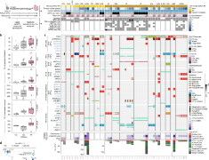 chronic lymphocytic leukemia