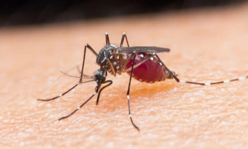 infectious disease research and testing, pathogen detection via NGS targeted amplicon sequencing