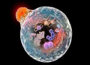 Parkin-mediated mitophagy and autophagy flux disruption