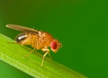 Male fruit fly (Drosophila Melanogaster) on a blade of grass