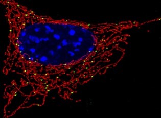 mitochondria Rendering of a T Cell
