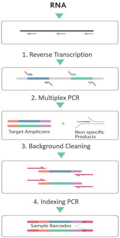 cleanplex RNA target enrichment and library preparation workflow cleanplex RNA target enrichment and library preparation workflow