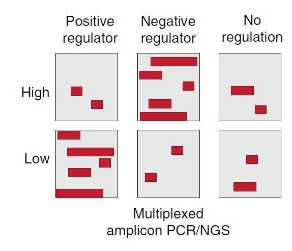 CRISPR_TCELL_Nature Publication_NGS screening_ImageSmall CRISPR Regulatory T Cells Gene Network