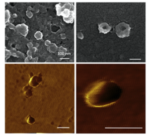 Imaging of the SARS-Cov-2 Ank-1 isolate using environmental SEM