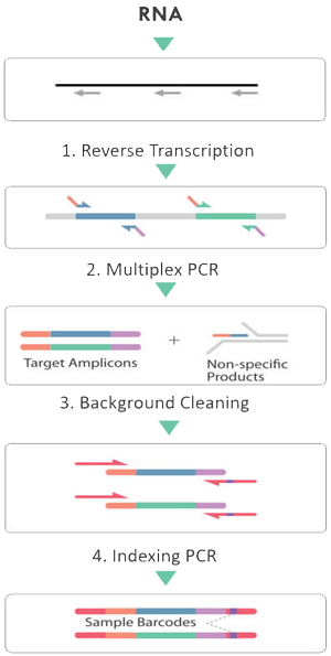 cleanplex_RNA_amplicon_sequencing_workflow_300x_compressed cleanplex RNA target enrichment library preparation workflow