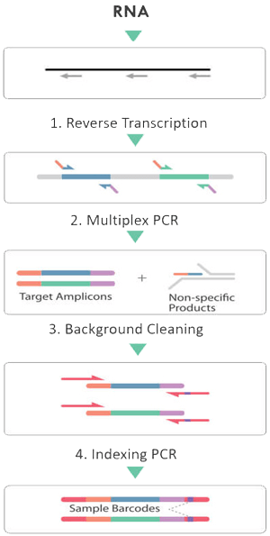 cleanplex RNA target enrichment library preparation workflow