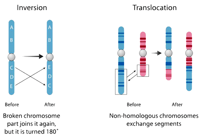 gene fusions such as inversion and translocation