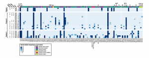 Accumulation of SARS-CoV-2 variants in three immunocompromised persistently positive young patients.