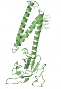 Missense3D prediction of the wide type (ILE82, green) and mutant (THR82, red) M proteins.