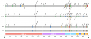 Map of SARS-CoV-2 variations across the viral genome