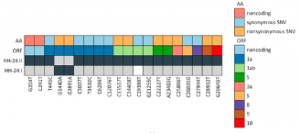 Variant nucleotide positions of the sequences HH-24.I and HH-24.II