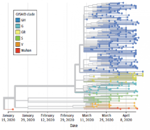 Phylogenetic tree