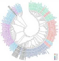 Phylogenetic tree showing the genomic epidemiology of a Denizli/Turkey focused subsampling of 15 SARS-CoV-2 genomes