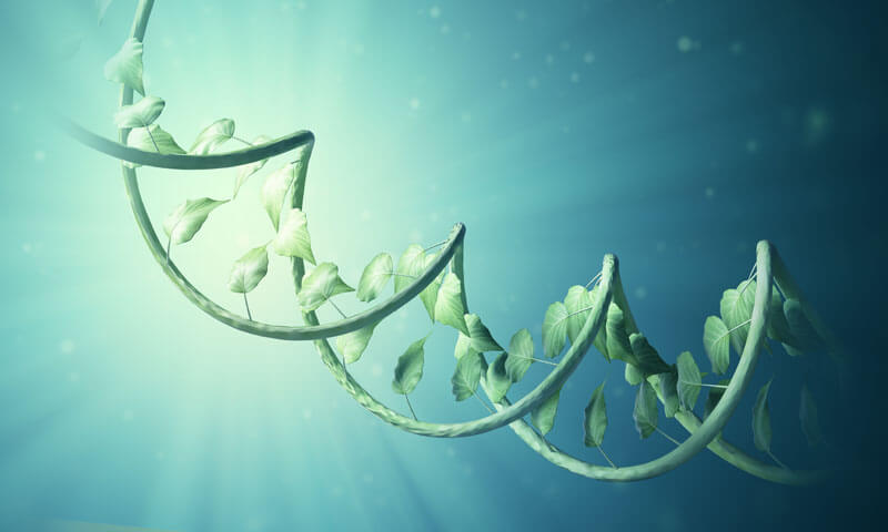 agrigenomics and molecular breeding via NGS targeted amplicon sequencing