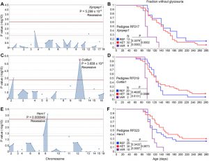 Modulation of autoimmune diabetes by N-ethyl-N-nitrosourea- induced mutations in non-obese diabetic mice