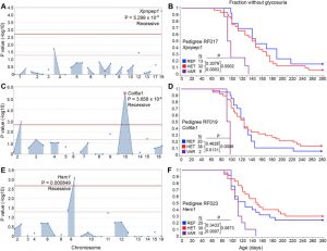 The role of genetic mutations in intrahepatic cholestasis of pregnancy Modulation of autoimmune diabetes by N-ethyl-N-nitrosourea- induced mutations in non-obese diabetic mice