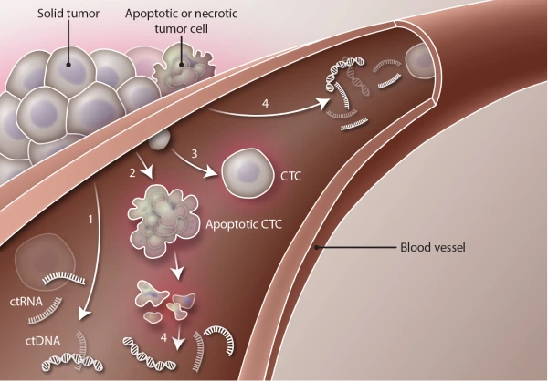 Benefits of ctDNA and CTCs for Cancer Detection