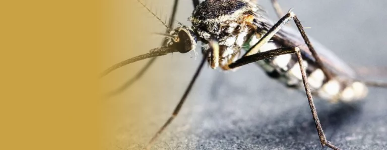 The Role of Amplicon Sequencing in Malaria Research