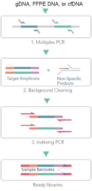 DNA is extracted