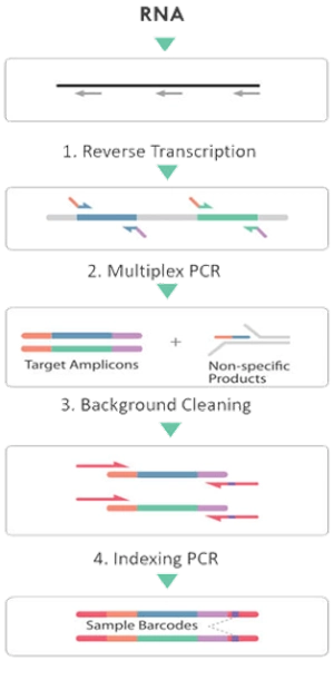 DNA is extracted