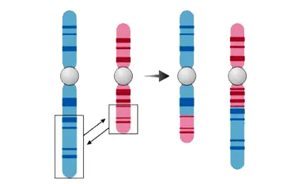 AccuFusion RNA gene fusion detection