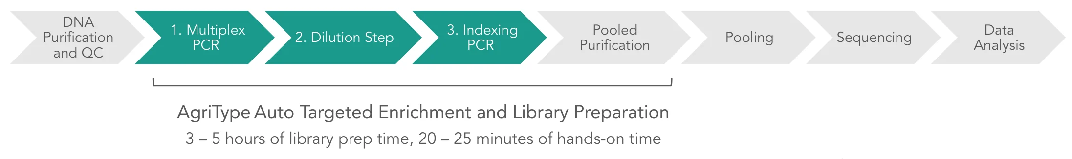 AgriType Auto workflow: DNA purification and QC, 1. multiplex PCR, 2. dilution step, 3. indexing PCR, pooled purification, pooling, sequencing, data analysis. Targeted enrichment and library preparation take 3 to 5 hours with 20 to 25 minutes of hands-on time.